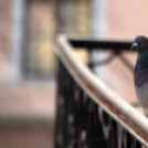 Képeket vegyenek az Arany iskoláért!