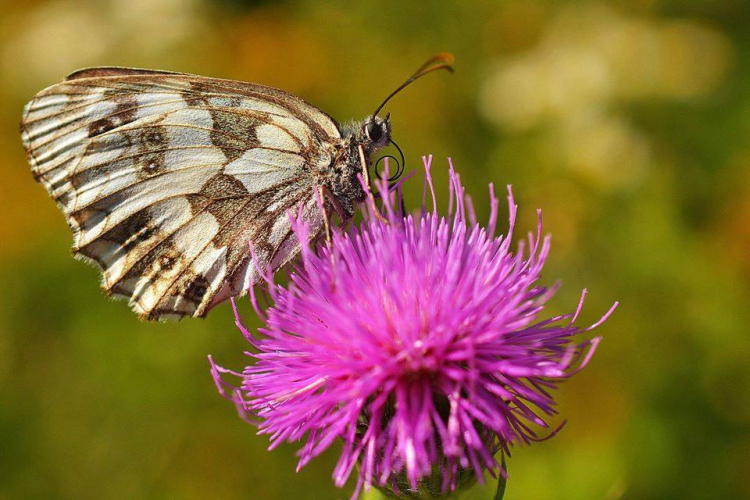 Képeket vegyenek az Arany iskoláért!