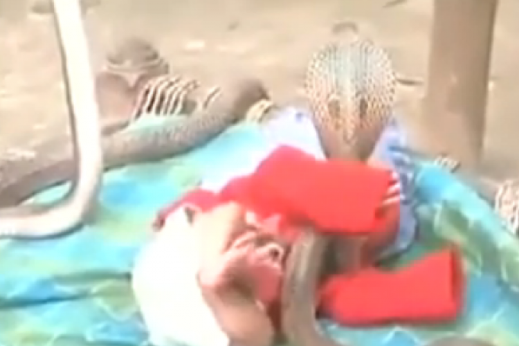 Kígyók őrizték a csecsemő álmát (videó)