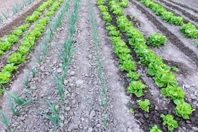 Ennyi magyar háztartásban van zöldséges kiskert