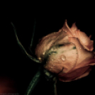 Képeket vegyenek az Arany iskoláért!