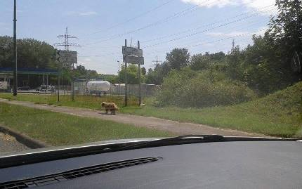 Elkóborolt kutyus keresi gazdáját!