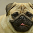 Képeket vegyenek az Arany iskoláért!