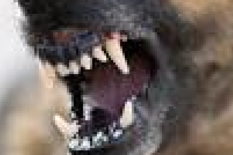 Kutyatámadás Mezőfalván