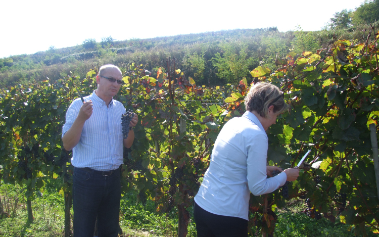 Szüretelt a Fősuli