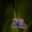 Képeket vegyenek az Arany iskoláért!