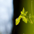 Képeket vegyenek az Arany iskoláért!