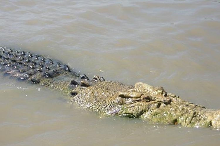 Krokodil falt fel egy horgászt az ausztrál Adelaide folyóban