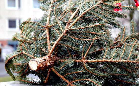 A Dunanett Kft. az ünnepeket követően gondoskodik az elszáradt fenyőfák elszállításáról.