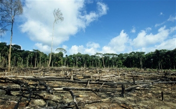 Klímacsúcs - Pénzt kapnak a szegény országok az erdőirtás beszüntetéséért
