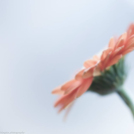 Képeket vegyenek az Arany iskoláért!