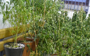 Droggal kapták el...