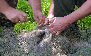 Orvhalászat, lopás, állatkínzás