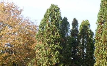 A közöny, ami  valódi kárt okoz- DSTV -videóval