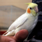 Papagáj-kiállítás