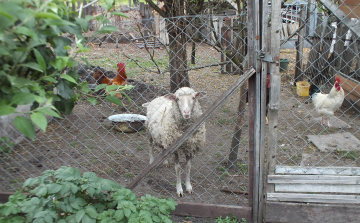 Borra cserélte a nyájat