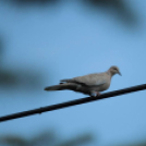 Képeket vegyenek az Arany iskoláért!