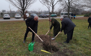 Továbbra is óriási az érdeklődés a települések fásítására