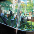 Ovifoci- pályaavató