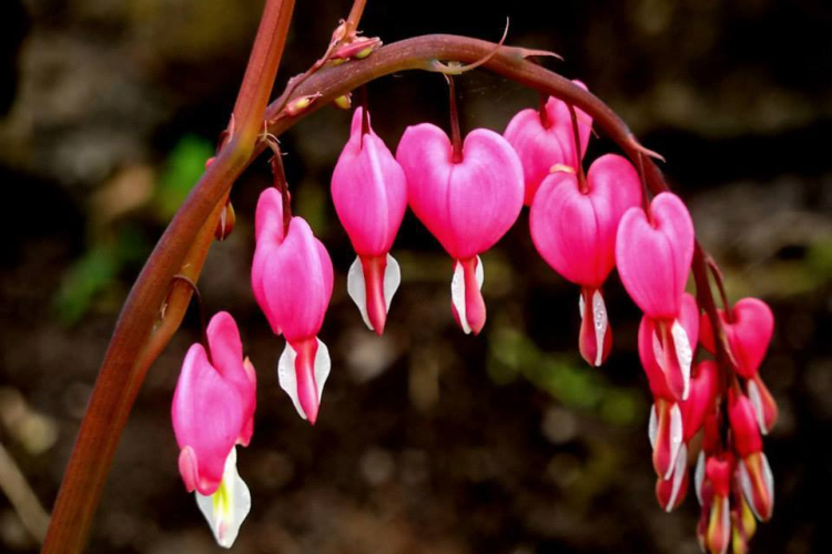 Képeket vegyenek az Arany iskoláért!