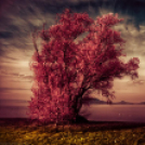 Képeket vegyenek az Arany iskoláért!