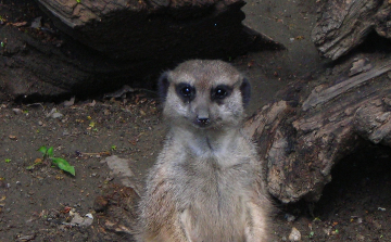 Szurikáta született a Szegedi Vadasparkban