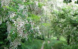 Hungarikum lesz a magyar akác?!