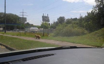 Elkóborolt kutyus keresi gazdáját!