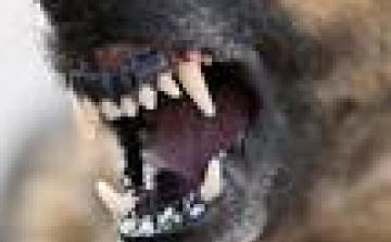 Kutyatámadás Mezőfalván