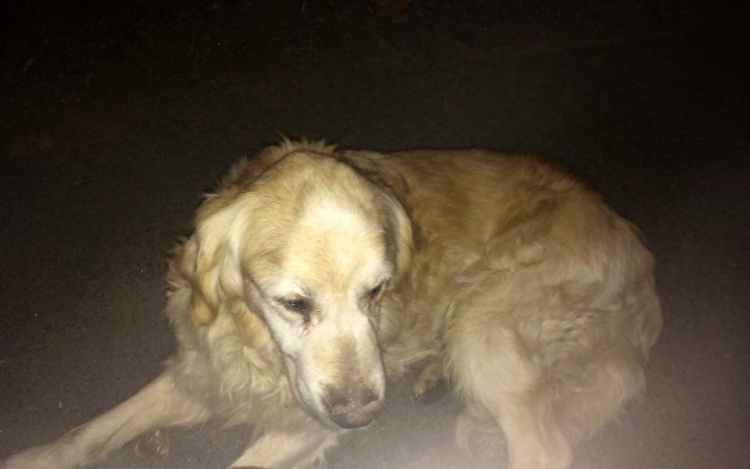 Keresett és talált kutyusok Dunaújvárosból és környékéről