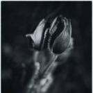 Képeket vegyenek az Arany iskoláért!