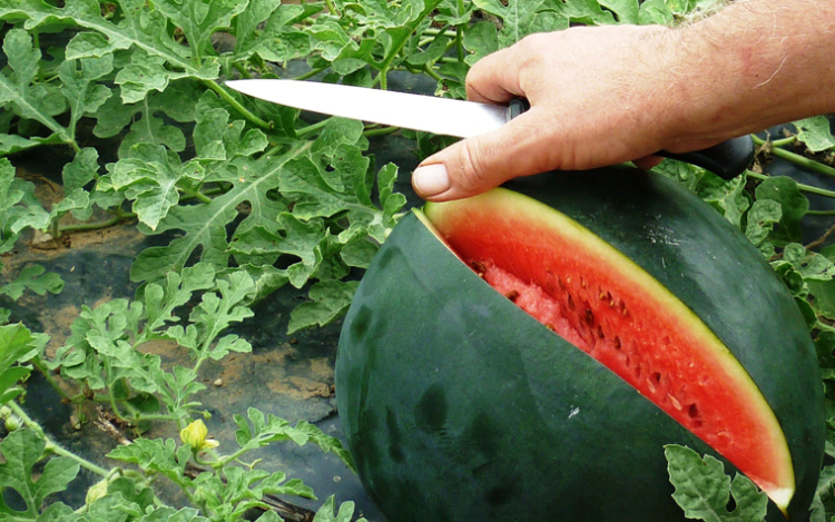 A tavalyinál jobban indul a medgyesegyházi dinnyetermesztők szezonja