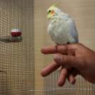 Papagáj-kiállítás