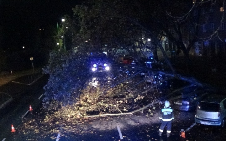 A politika és a platánok