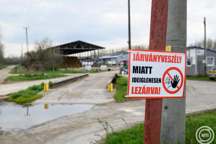 Újabb két telepen jelent meg Győr-Moson-Sopron vármegyében a ragadós száj- és körömfájás vírusa