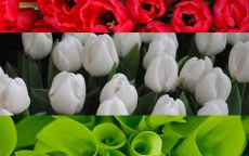 Szabad Szellem, Szabad Sajtó