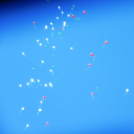 Ovifoci- pályaavató