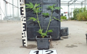 Kendert találtak a kertészetben (videóval)