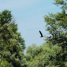 Képeket vegyenek az Arany iskoláért!