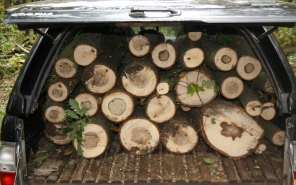 Kezdődik a szezonális falopás