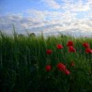 Képeket vegyenek az Arany iskoláért!