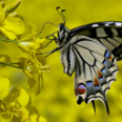 Képeket vegyenek az Arany iskoláért!