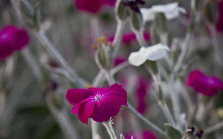 Tízmilliószoros teremtő napok 2014-ben