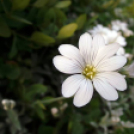 Képeket vegyenek az Arany iskoláért!