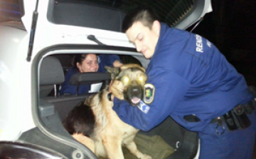 Visszakapta kutyáját a fehérvári kisfiú