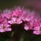 Képeket vegyenek az Arany iskoláért!