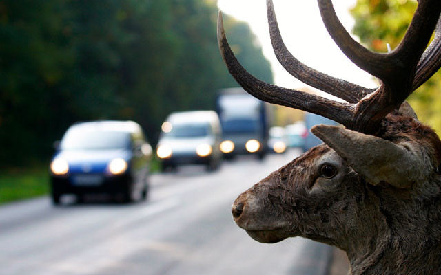 Megnőhet a vadgázolás kockázata