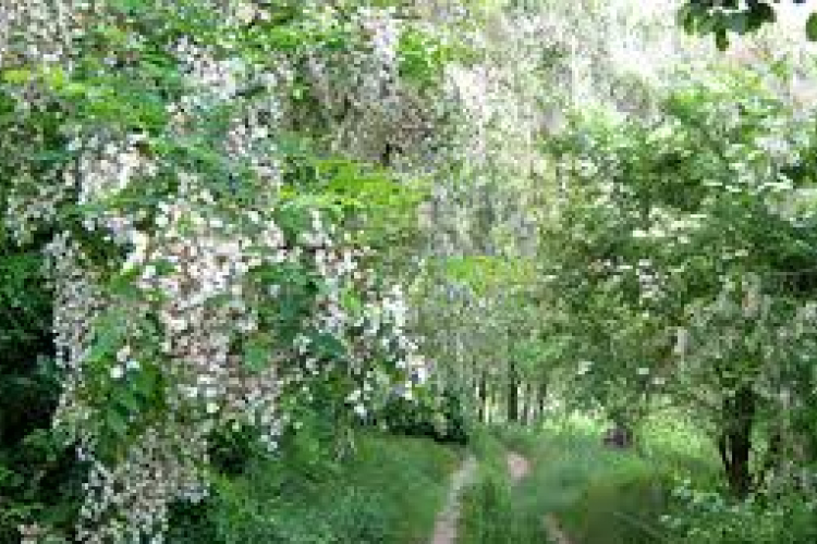 Hungarikum lesz a magyar akác?!