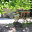 Hónap diákjai az állatkertben