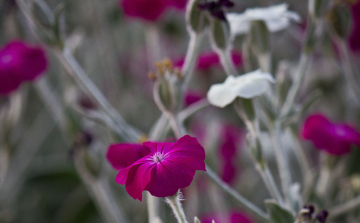 Tízmilliószoros teremtő napok 2014-ben